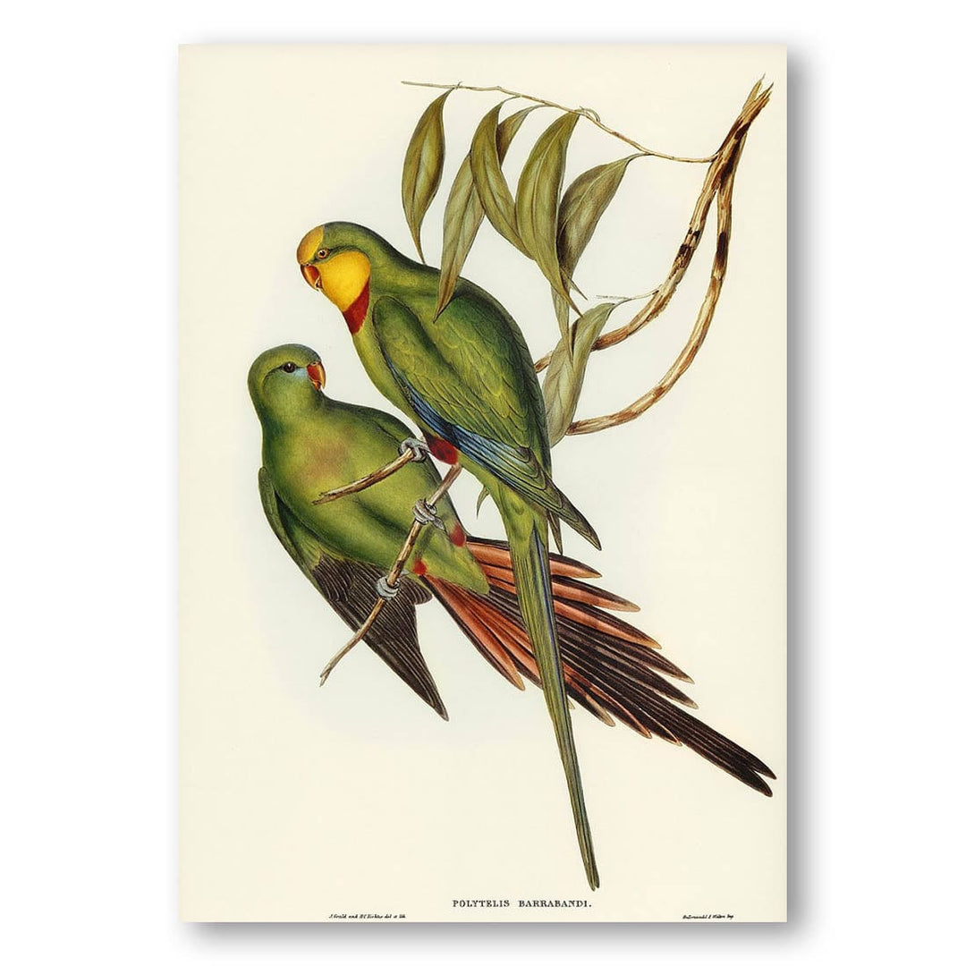 Black-tailed Parakeet by Elizabeth Gould Art Print