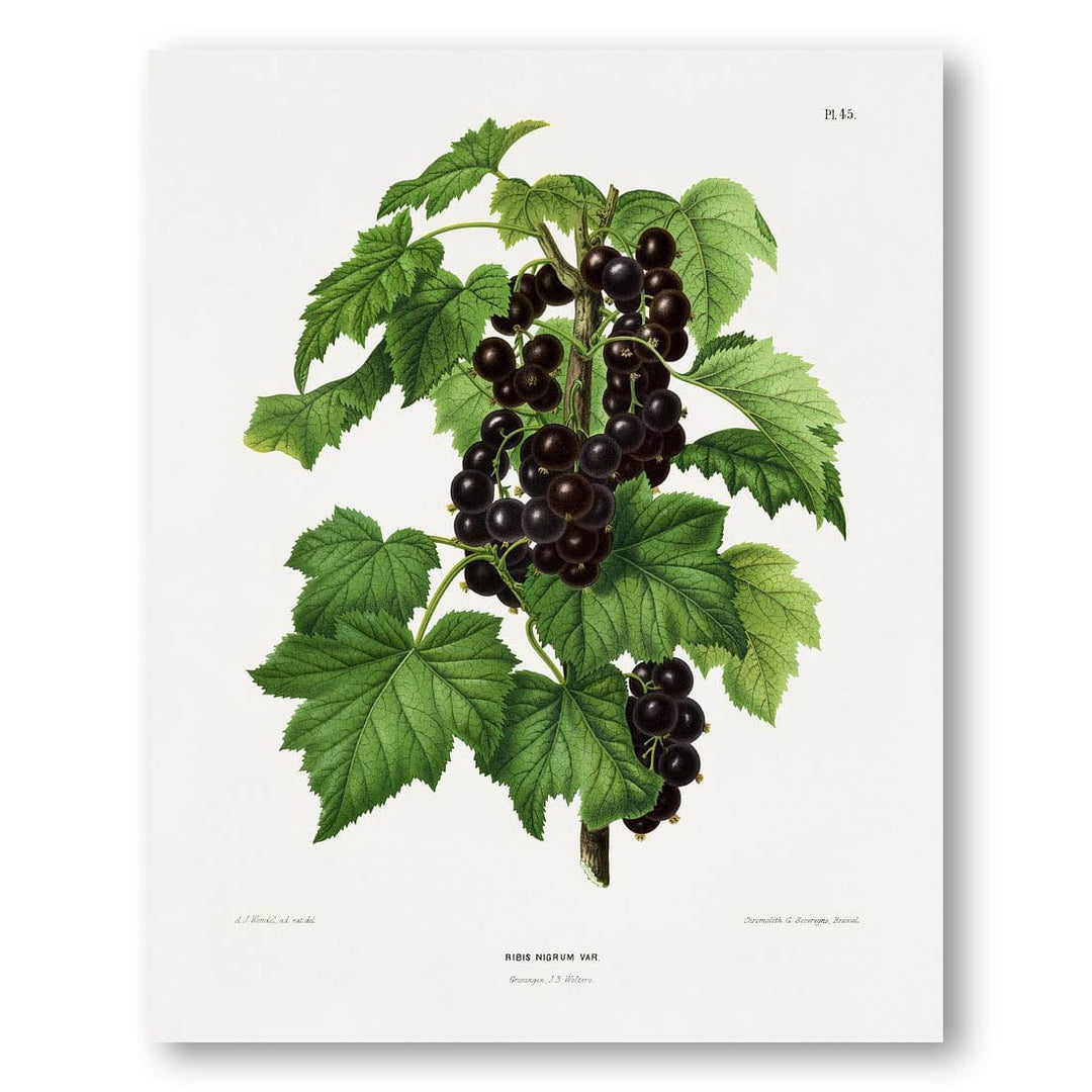 Blackcurrant by Abraham Jacobus Wendel Art Print