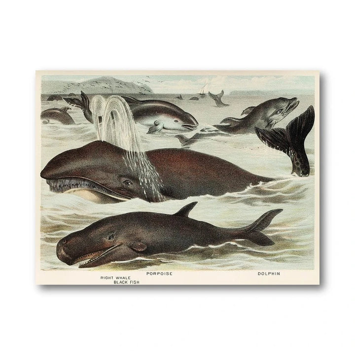 Marine Life Illustration Art Print