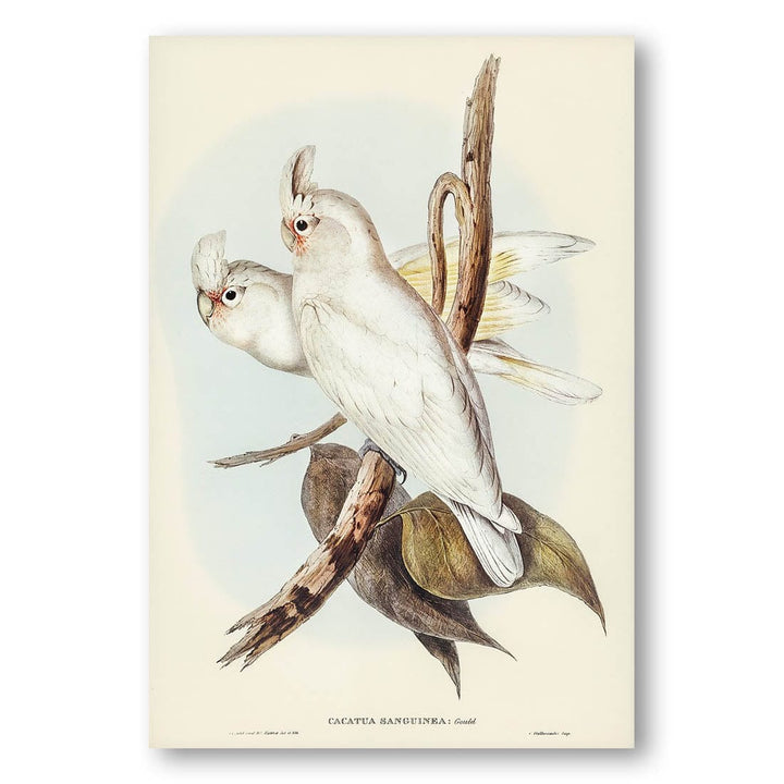 Blood-stained Cockatoo by Elizabeth Gould Art Print