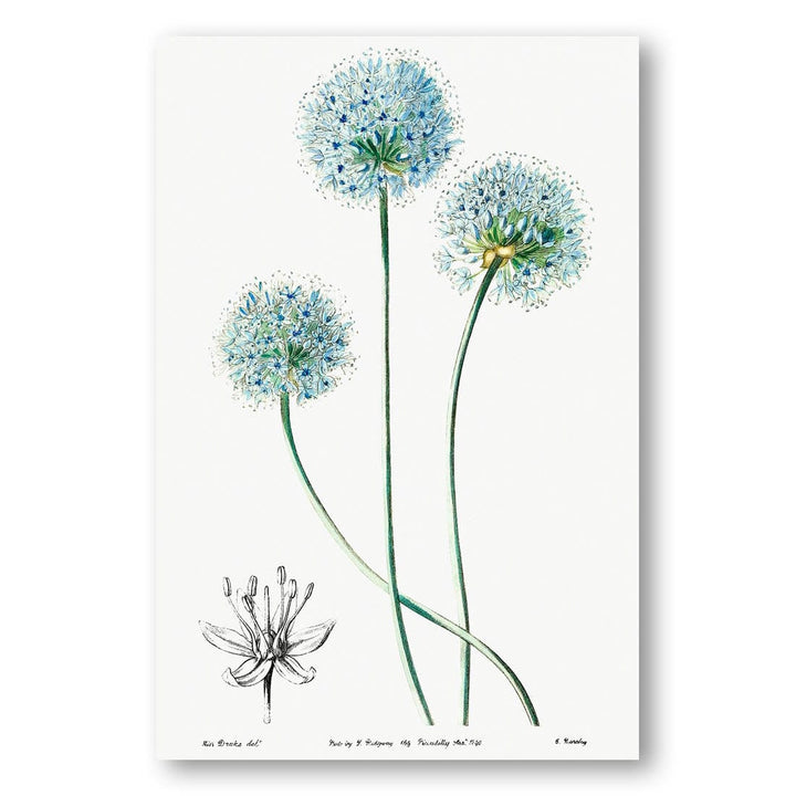 Blue Leek by Sydenham Edwards and John Lindley Art Print