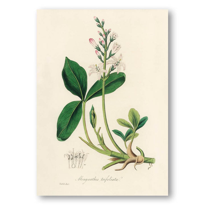 Bogbean Illustration by John Stephenson Art Print