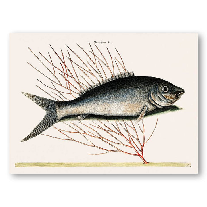 Bone Fish Art Print