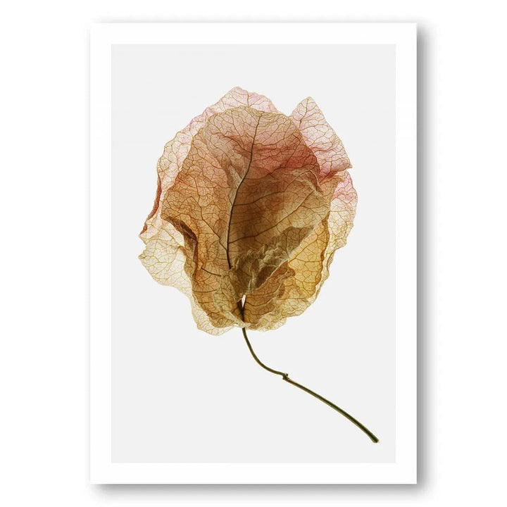 Bougainvillea Leaf Unfurling Photo Print