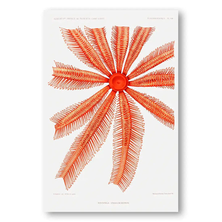 Brisingidae Starfish Vintage Art Print