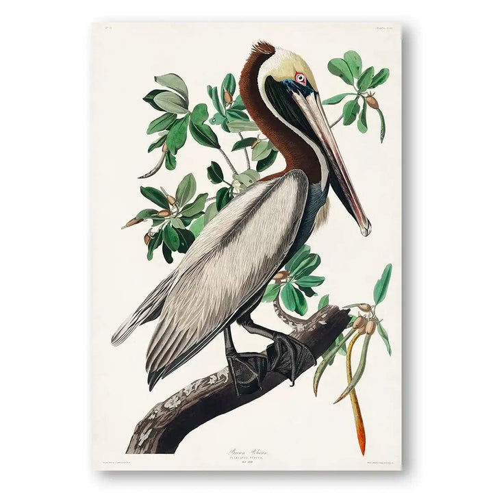 Brown Pelican by John James Audubon Vintage Art Print
