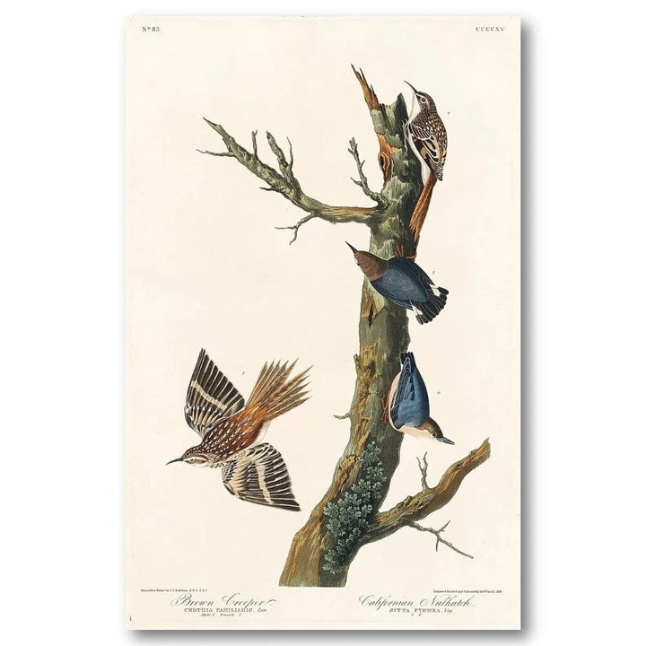 Audubons Brown Creeper Art Print