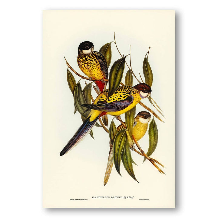 Browns Parakeet by Elizabeth Gould Art Print