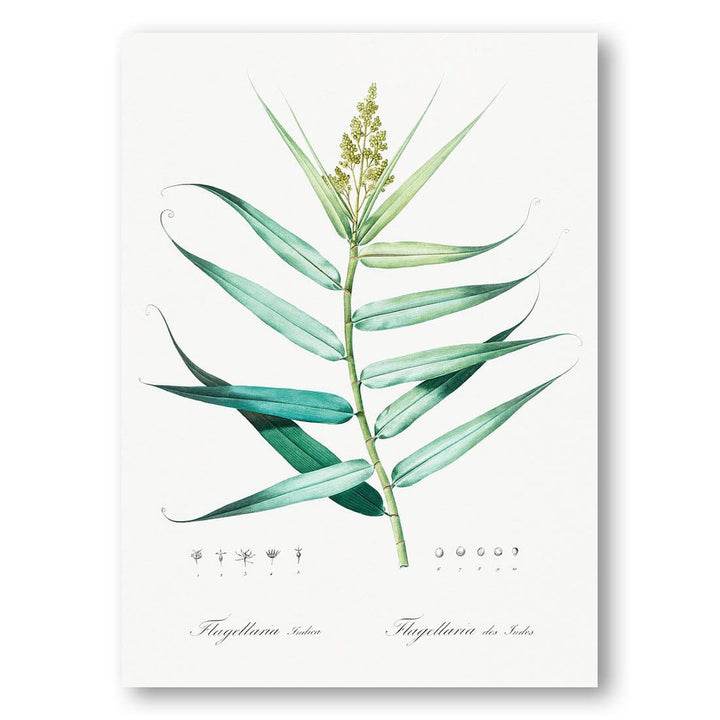 Bush Cane by Pierre-Joseph Redouté Art Print