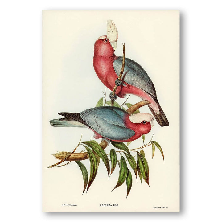 Cacatua Eos by Elizabeth Gould Art Print