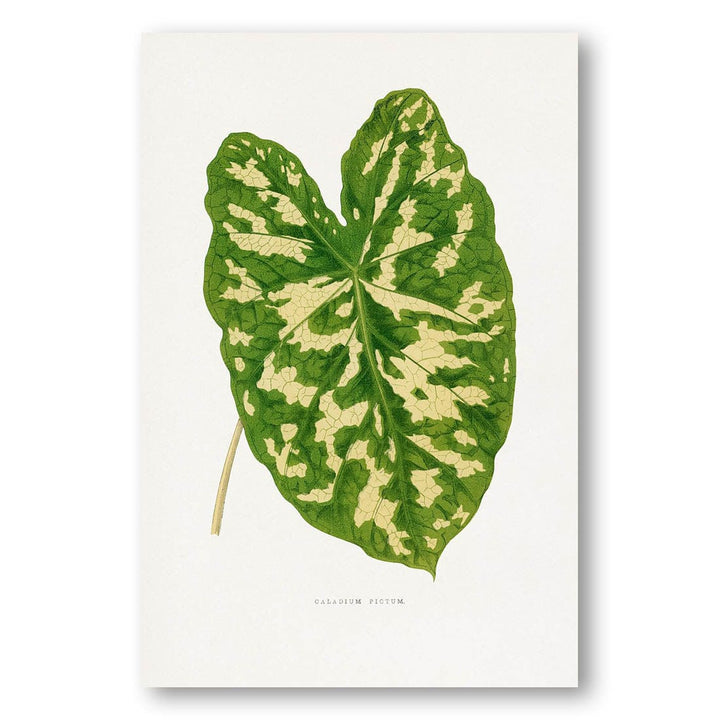 Caladium Pictum Leaf Illustration Art Print