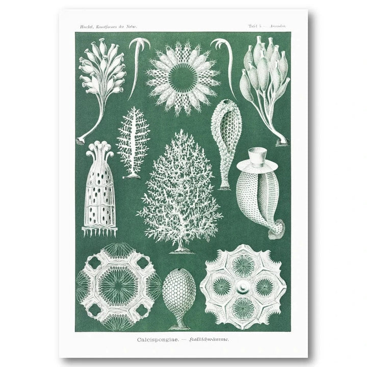 Calcispongiae Marine Organisms Art Print