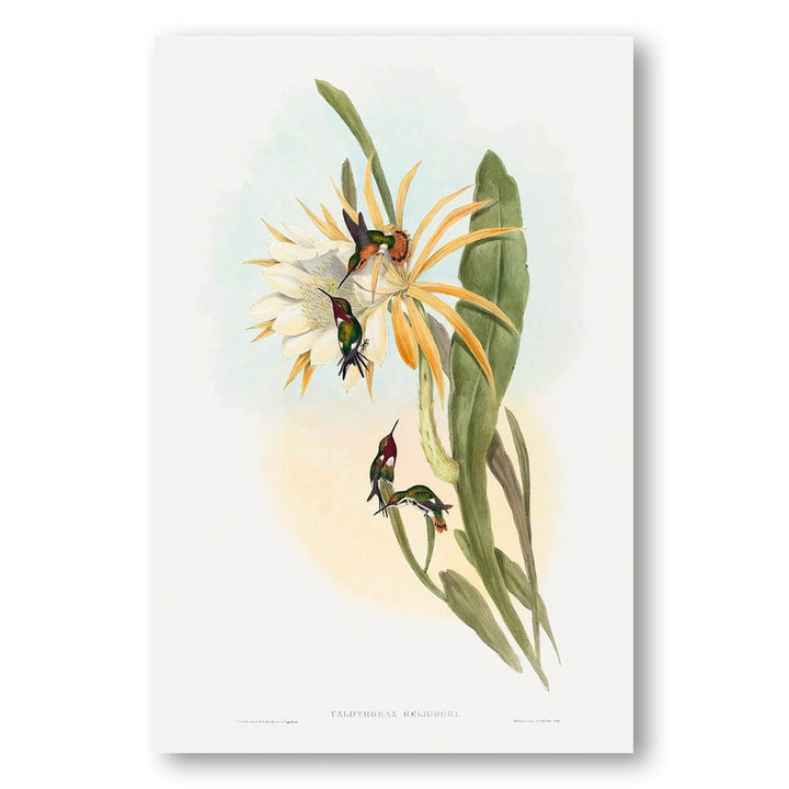 Calothorax Heliodori by John Gould Art Print