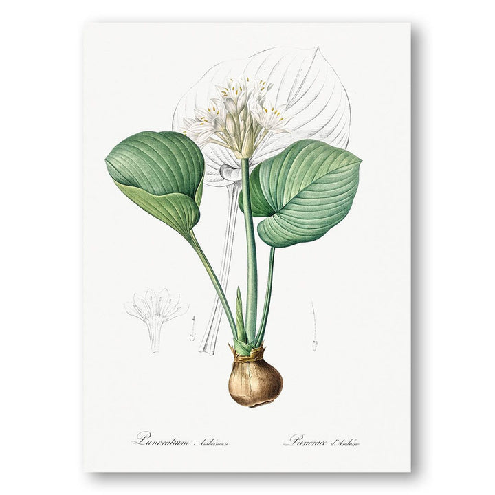 Cardwell Lily by Pierre-Joseph Redouté Art Print