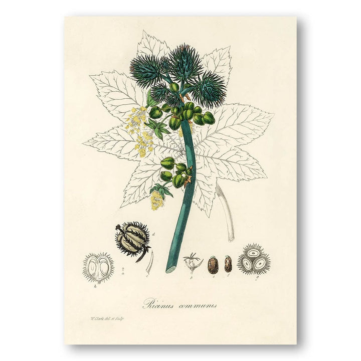 Castor Oil Plant Illustration by W. Clark Art Print