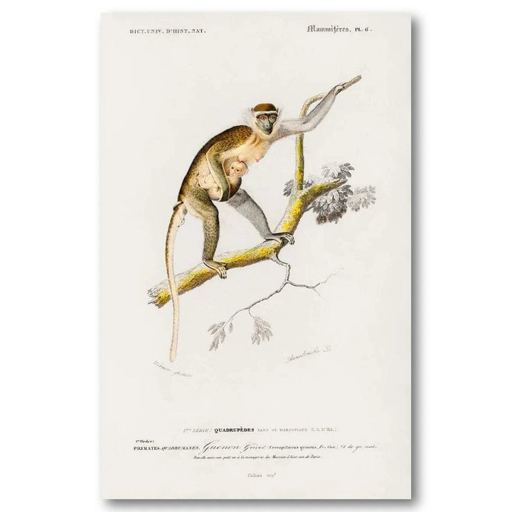 Cercopithecus Griseus by D Orbigny Art Print