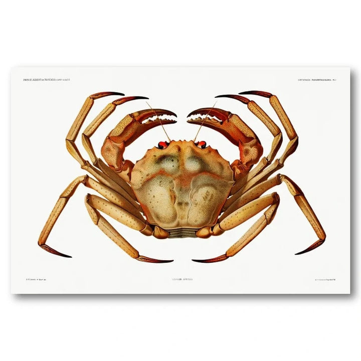 Atlantic Deep Sea Red Crab Art Print