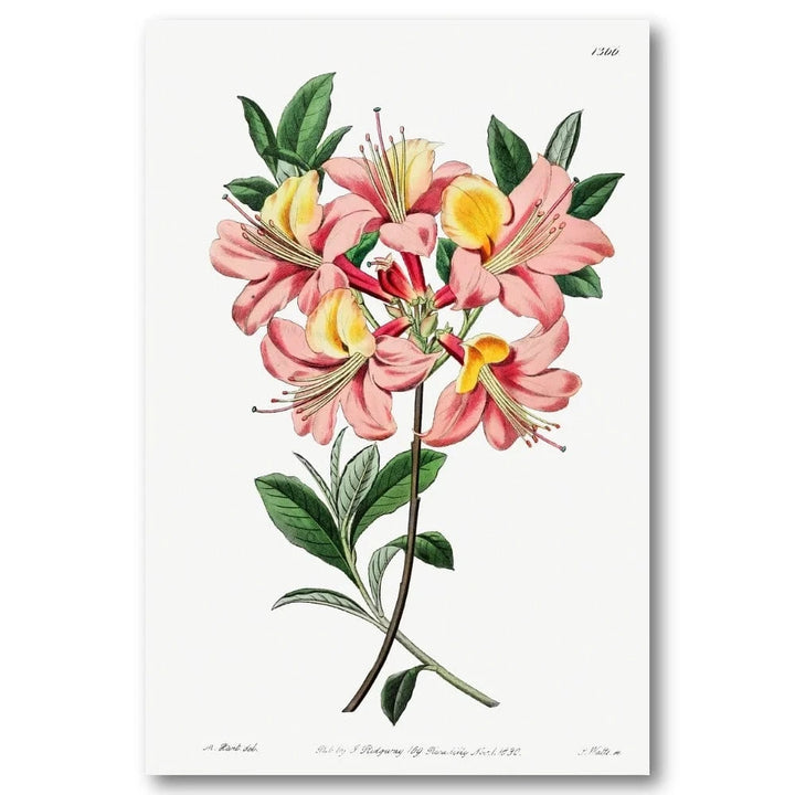 Pontic Azalea Art Print