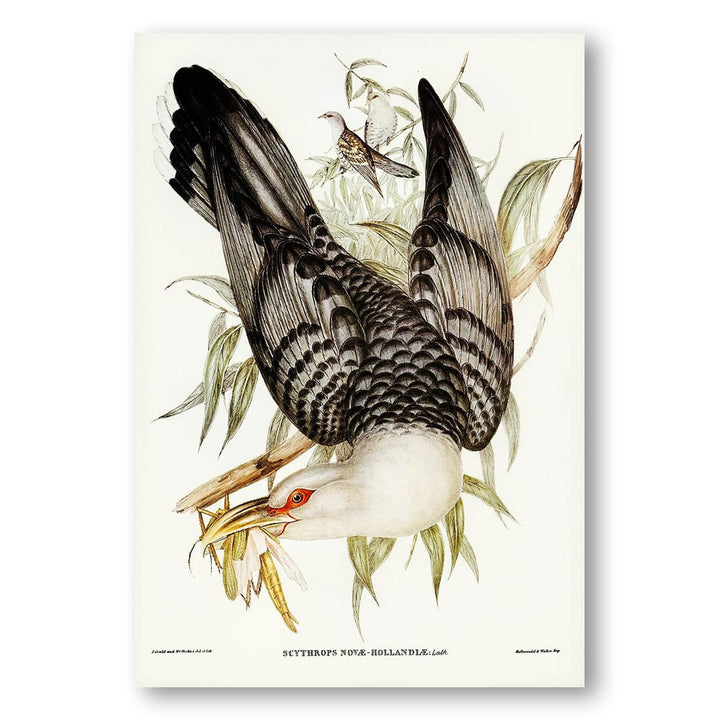 Channel Bill Cuckoo by Elizabeth Gould Art Print