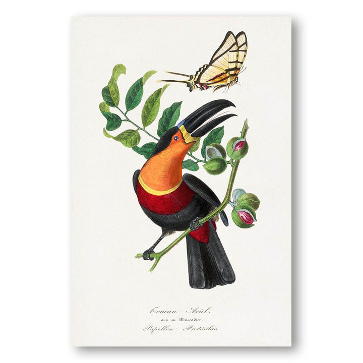 Channel Billed Toucan by Paul Gervais Art Print