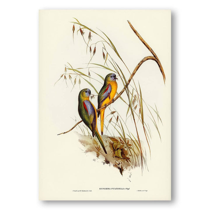Chestnut-shouldered Grass-Parakeet by Elizabeth Gould Art Print