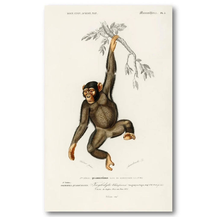 Chimpanzee Illustration by Charles Dessalines D Orbigny Art Print