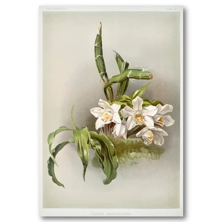 Orchid Botanical Art Print