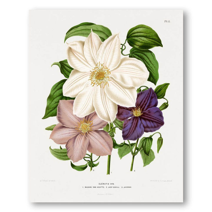 Clematis Hyb. by Abraham Jacobus Wendel Art Print