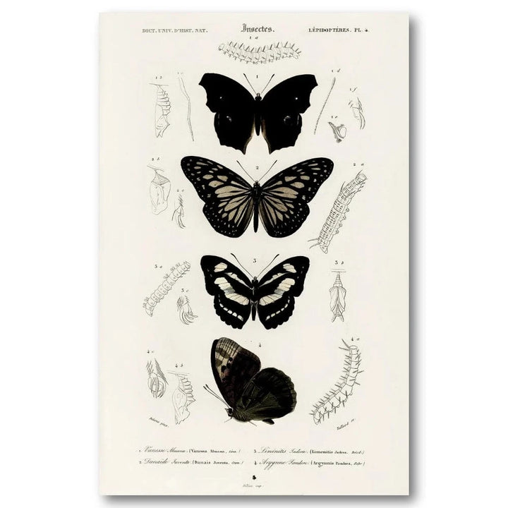 Butterflies by Charles Dessalines Art Print