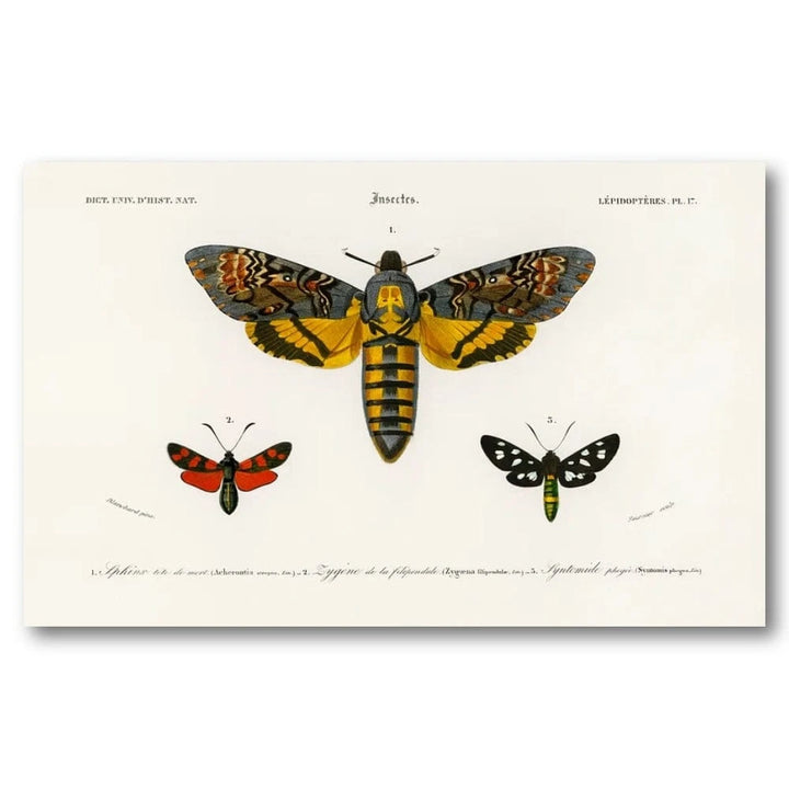 Moths by Charles Dessalines Art Print