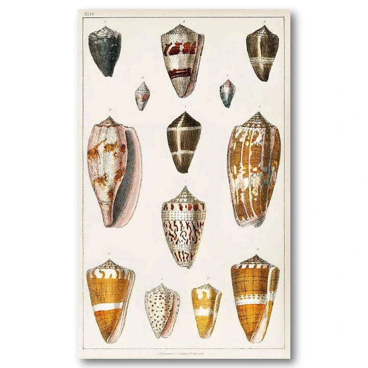Collection of Shells 6 Vintage Art Print