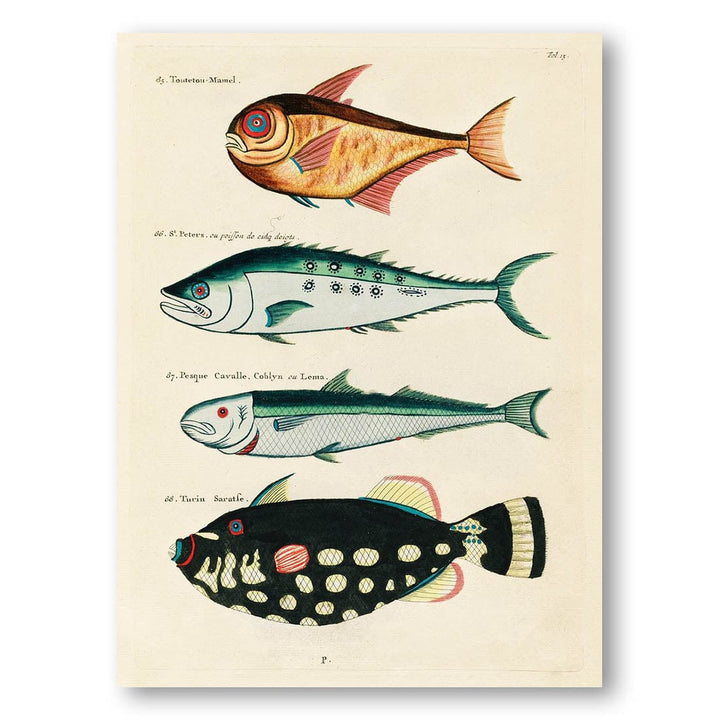 Fishes of the Moluccas and East Indies by Louis Renard Art Print