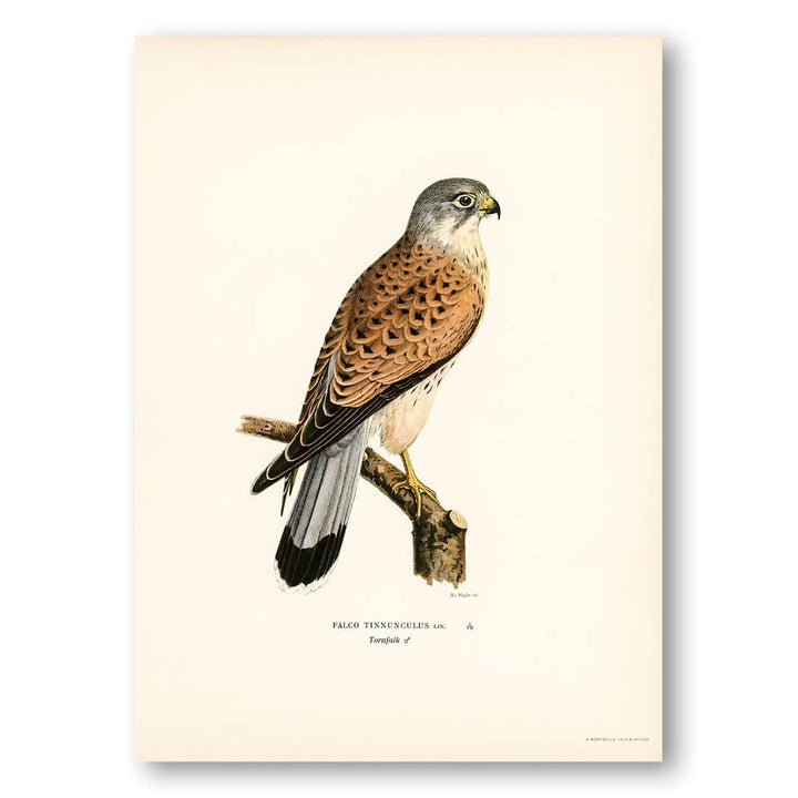 Common Kestrel by von Wright Art Print