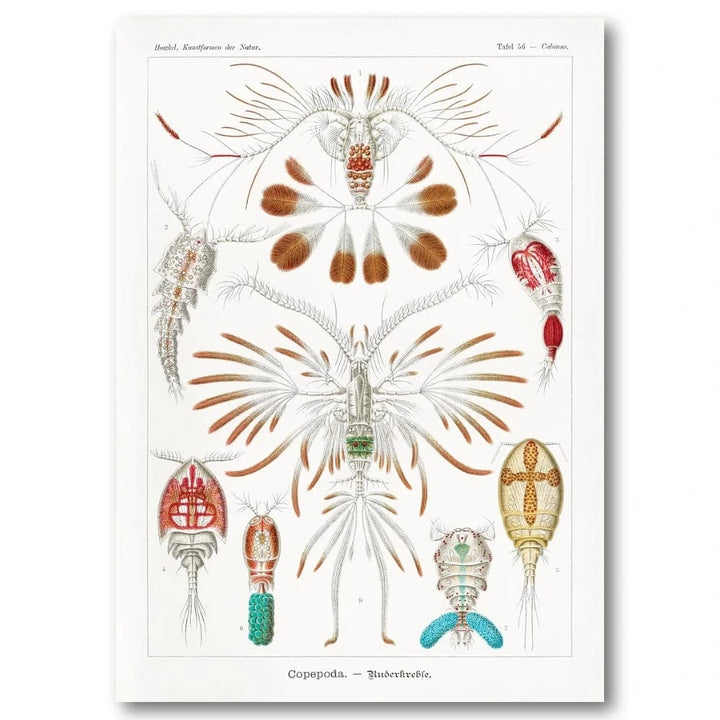 Copepoda by Ernst Haeckel Art Print