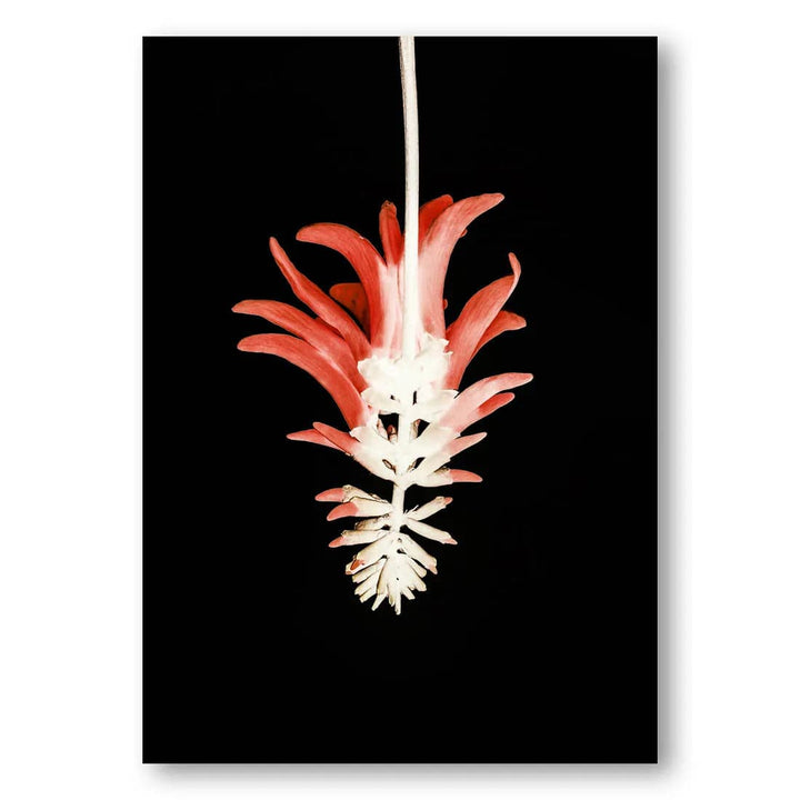 Coral Tree Blooming Photo Print