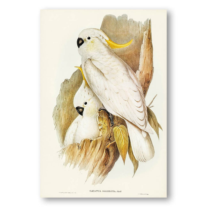 Crested Cockatoo by Elizabeth Gould Art Print
