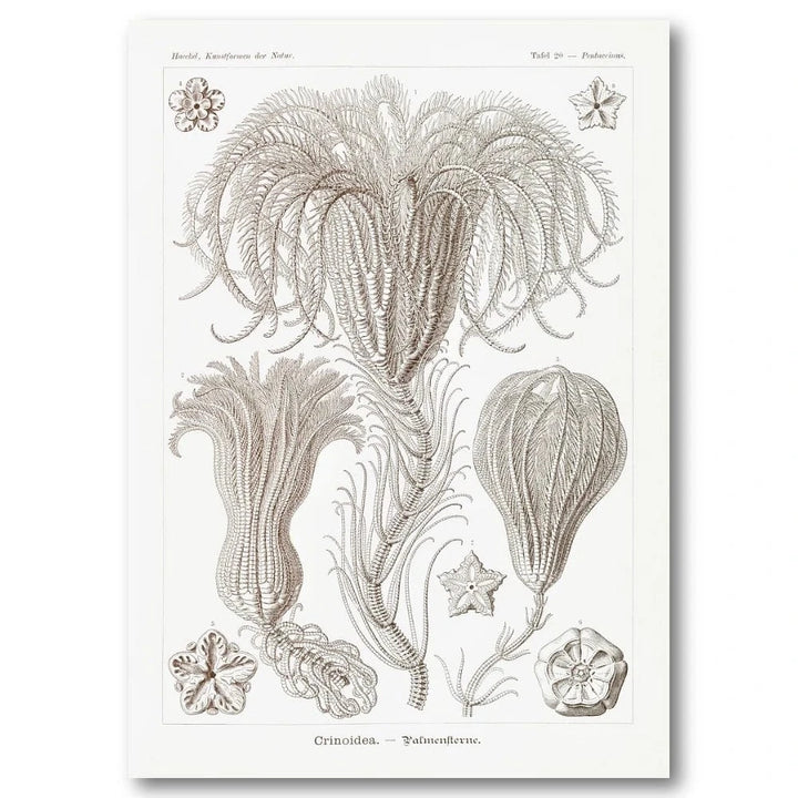 Crinoidea Natural History Art Print
