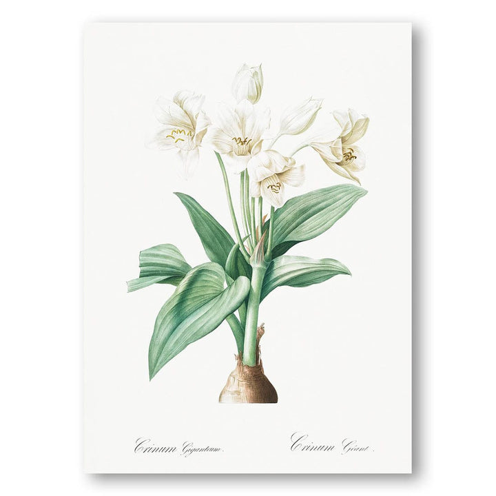 Crinum giganteum by Pierre-Joseph Redouté Art Print
