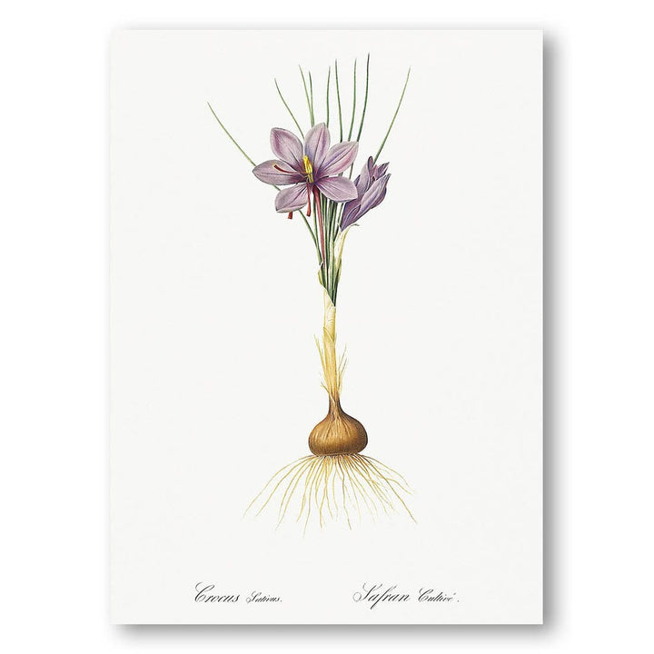 Crocus Sativus by Pierre-Joseph Redouté Art Print