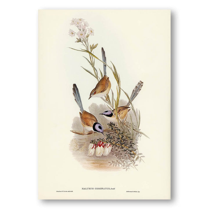 Crowned Wren by Elizabeth Gould Art Print