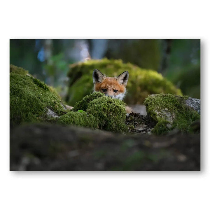 Mossy Peek Photo Print