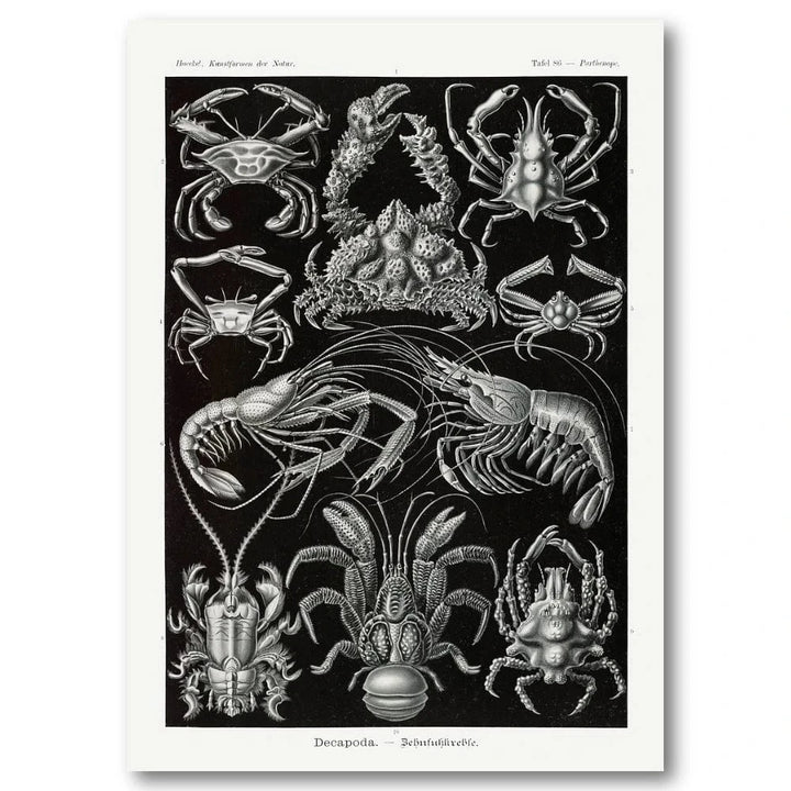 Decapoda by Ernst Haeckel Art Print