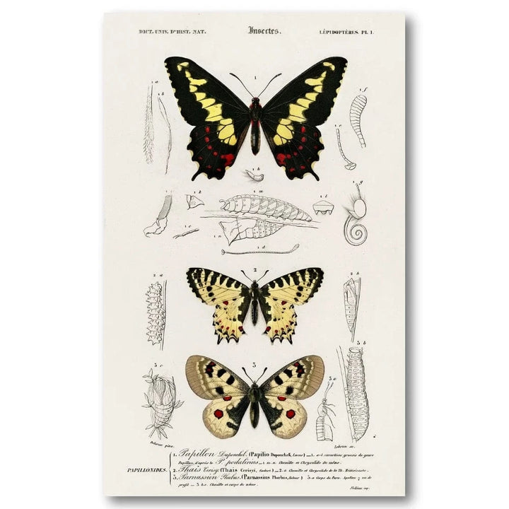 Butterfly Illustrations by Orbigny Art Print