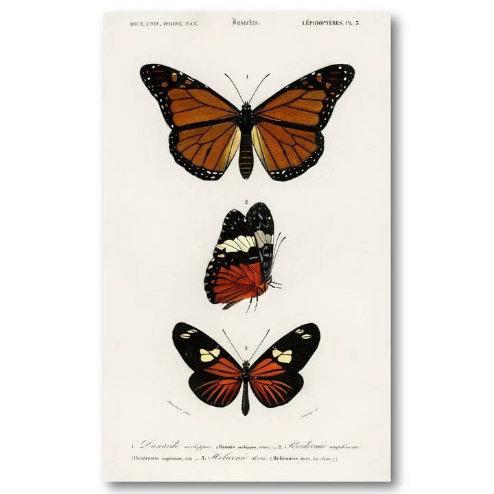 Butterflies by Charles Dessalines Art Print