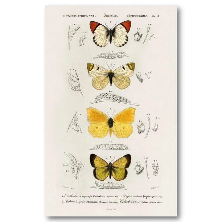 Butterfly Illustrations by D Orbigny Art Print