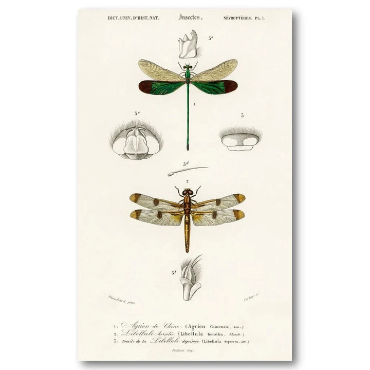 Dragonfly Studies by Charles Dessalines D Orbigny Art Print
