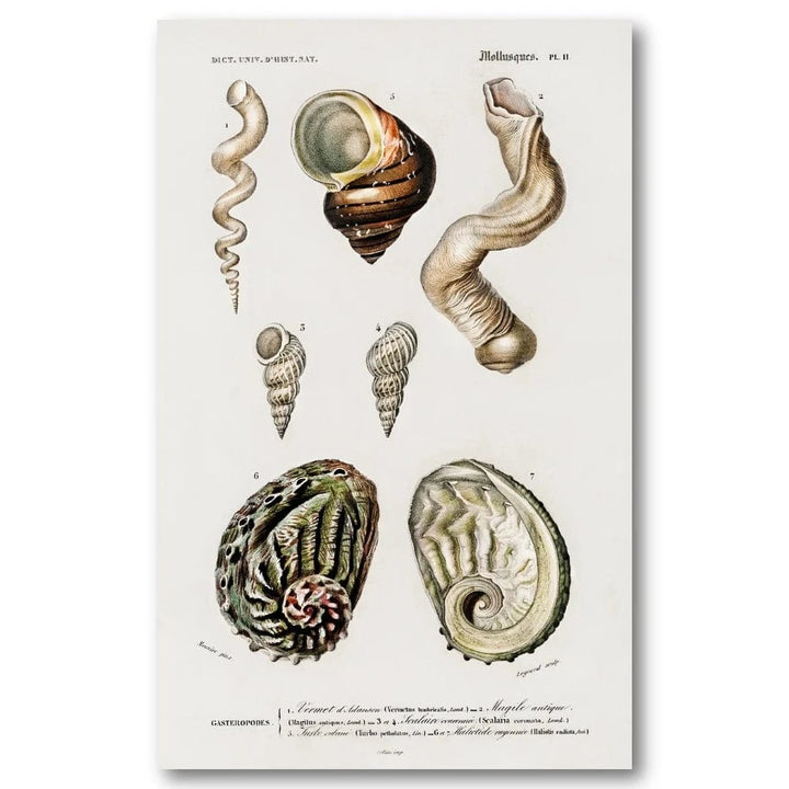 Different Mollusks 3 Art Print