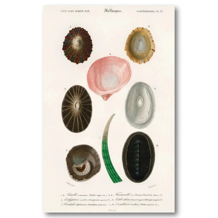 Different Mollusks 1 Art Print