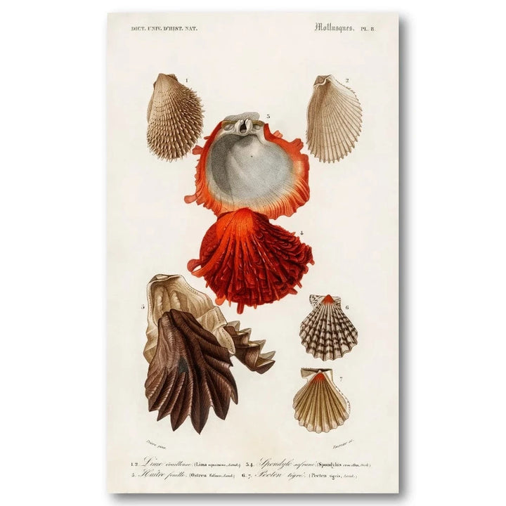 Different Mollusks 2 Art Print