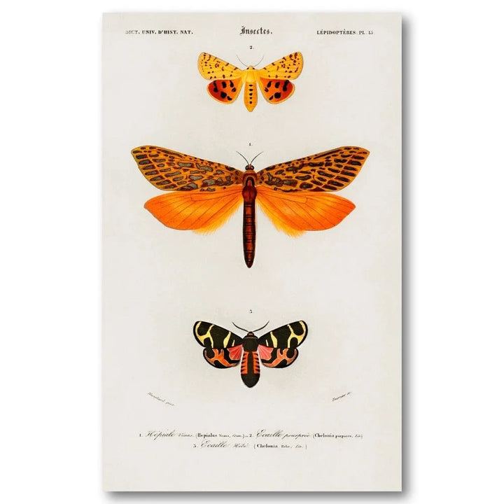 Moth Illustrations by D Orbigny Art Print